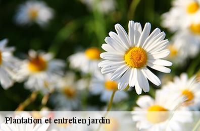 Plantation et entretien jardin