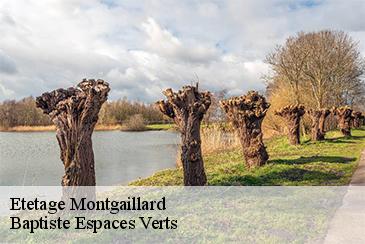 Etetage montgaillard-82120 Baptiste Espaces Verts