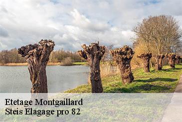 Etetage  montgaillard-82120 Steis Elagage pro 82
