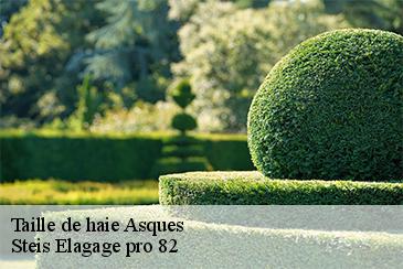 Taille de haie asques-82120 Steis Elagage pro 82